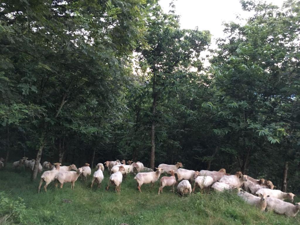 דבה Agroturismo Erlete Goikoa -Estamos En El Camino De Santiago -We Are On The Camino De Santiago מראה חיצוני תמונה